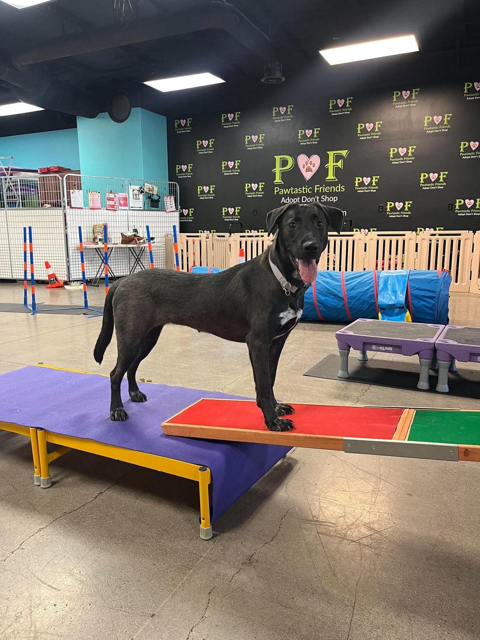 Enlarge Monica, a Adoptable mixed breed in Las Vegas, NV image 5/6