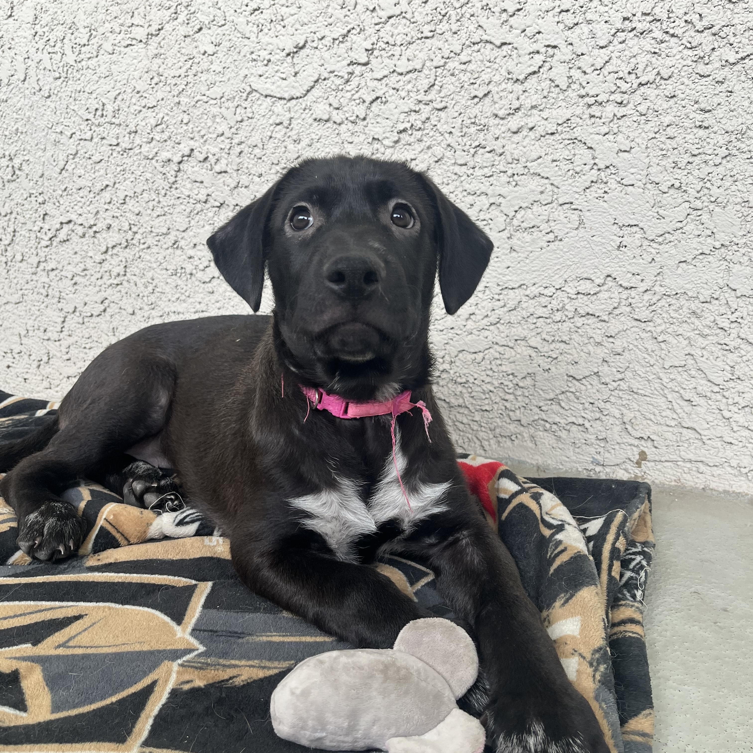 Enlarge Monica, a ADOPTABLE mixed breed in Las Vegas, NV image 2/3