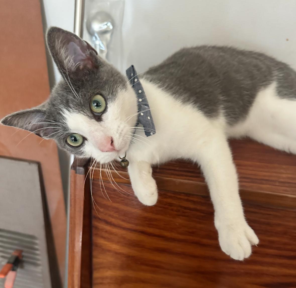 Oliver, a Adoptable Domestic Short Hair in Huntington Beach, CA image 1/4