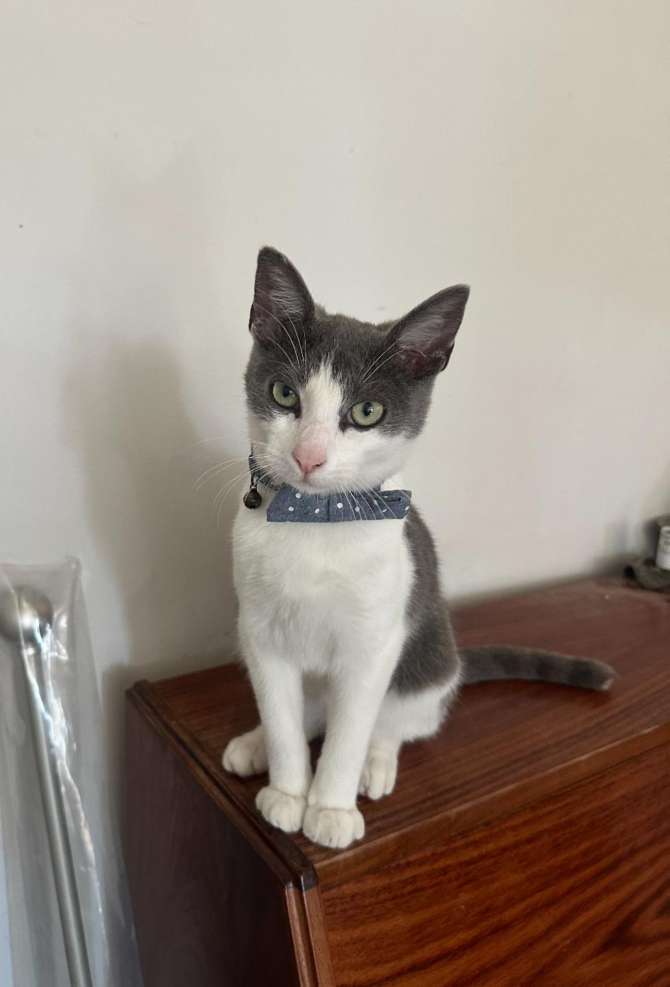 Oliver, a Adoptable Domestic Short Hair in Huntington Beach, CA image 2/4