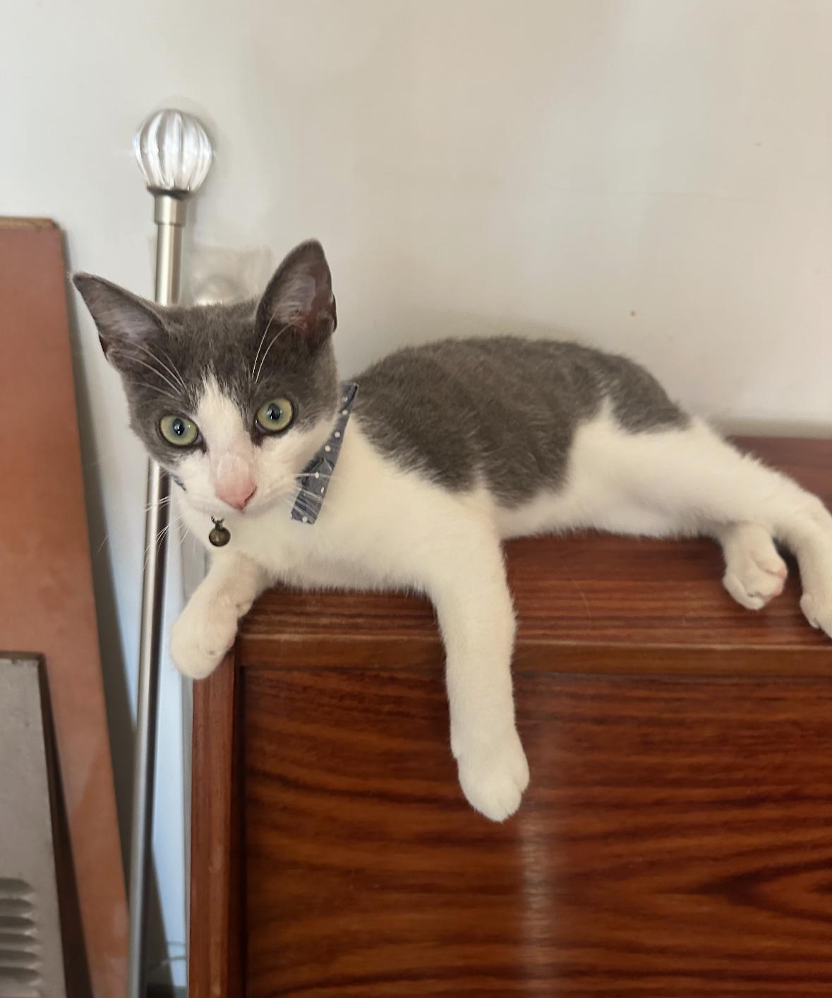 Oliver, Adoptable, Young Male Domestic Short Hair.