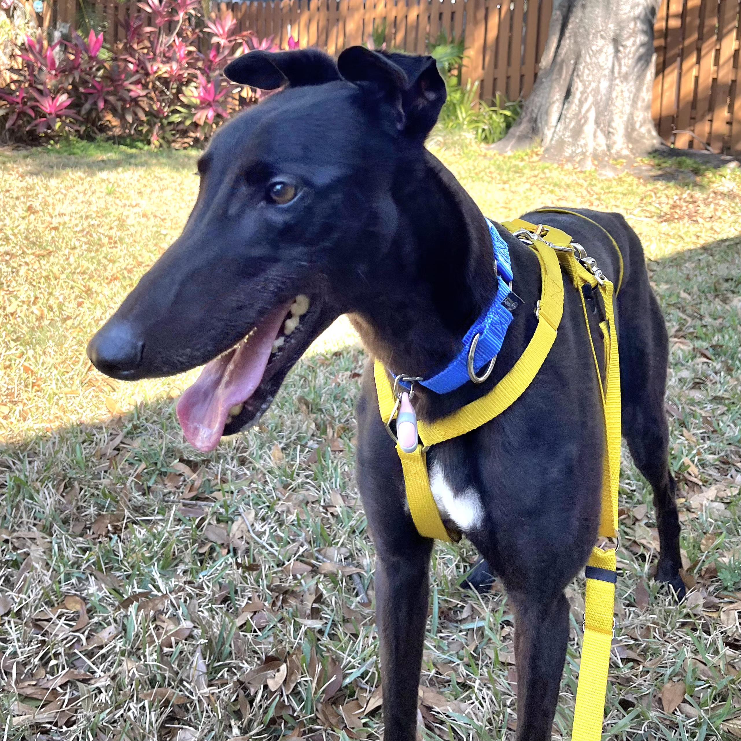 Enlarge Petroma Cayson (Cayson), a Adopted Greyhound in Tarpon Springs, FL image 1/6