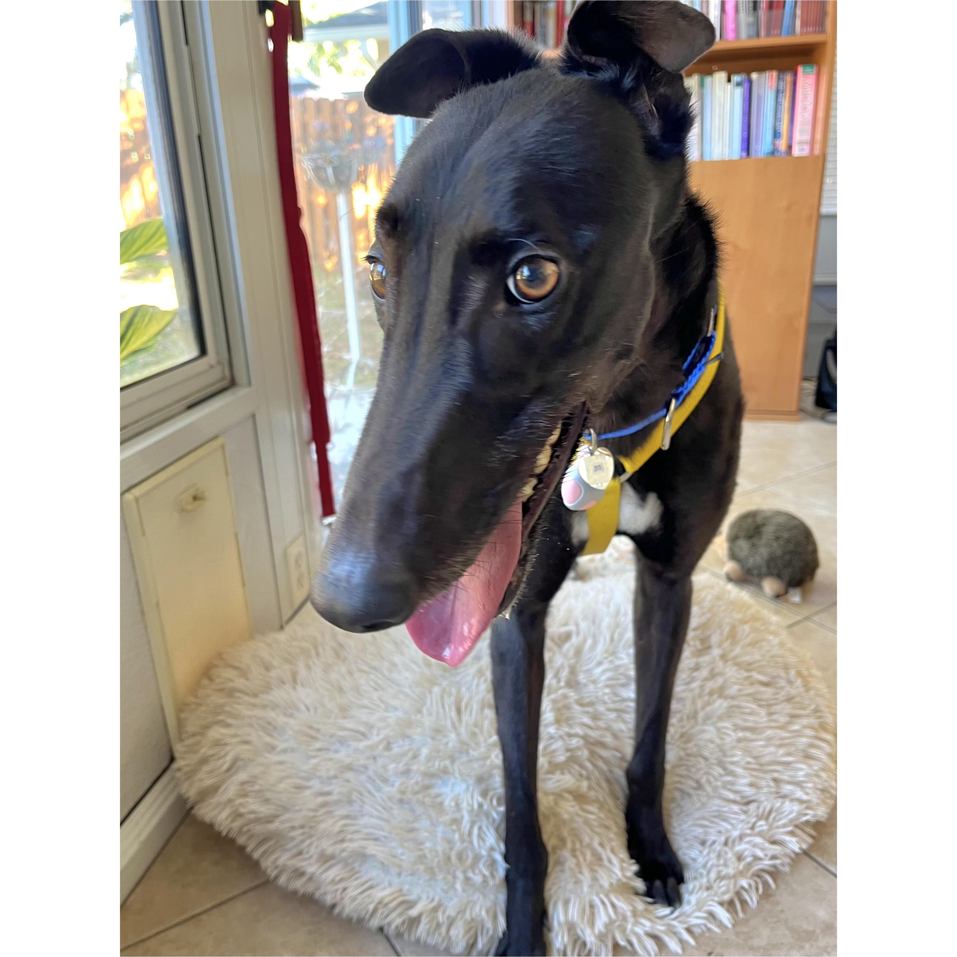 Enlarge Petroma Cayson (Cayson), a Adopted Greyhound in Tarpon Springs, FL image 2/6