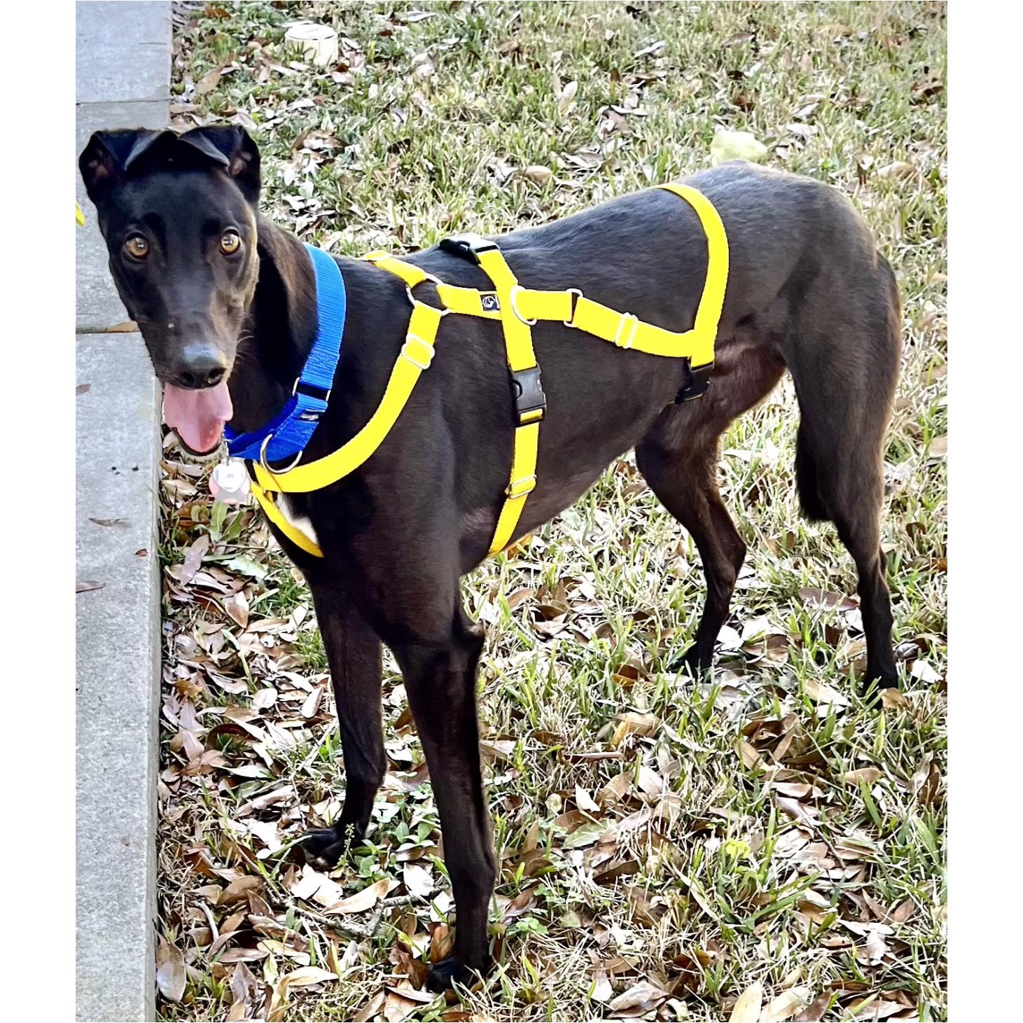 Enlarge Petroma Cayson (Cayson), a Adopted Greyhound in Tarpon Springs, FL image 3/6