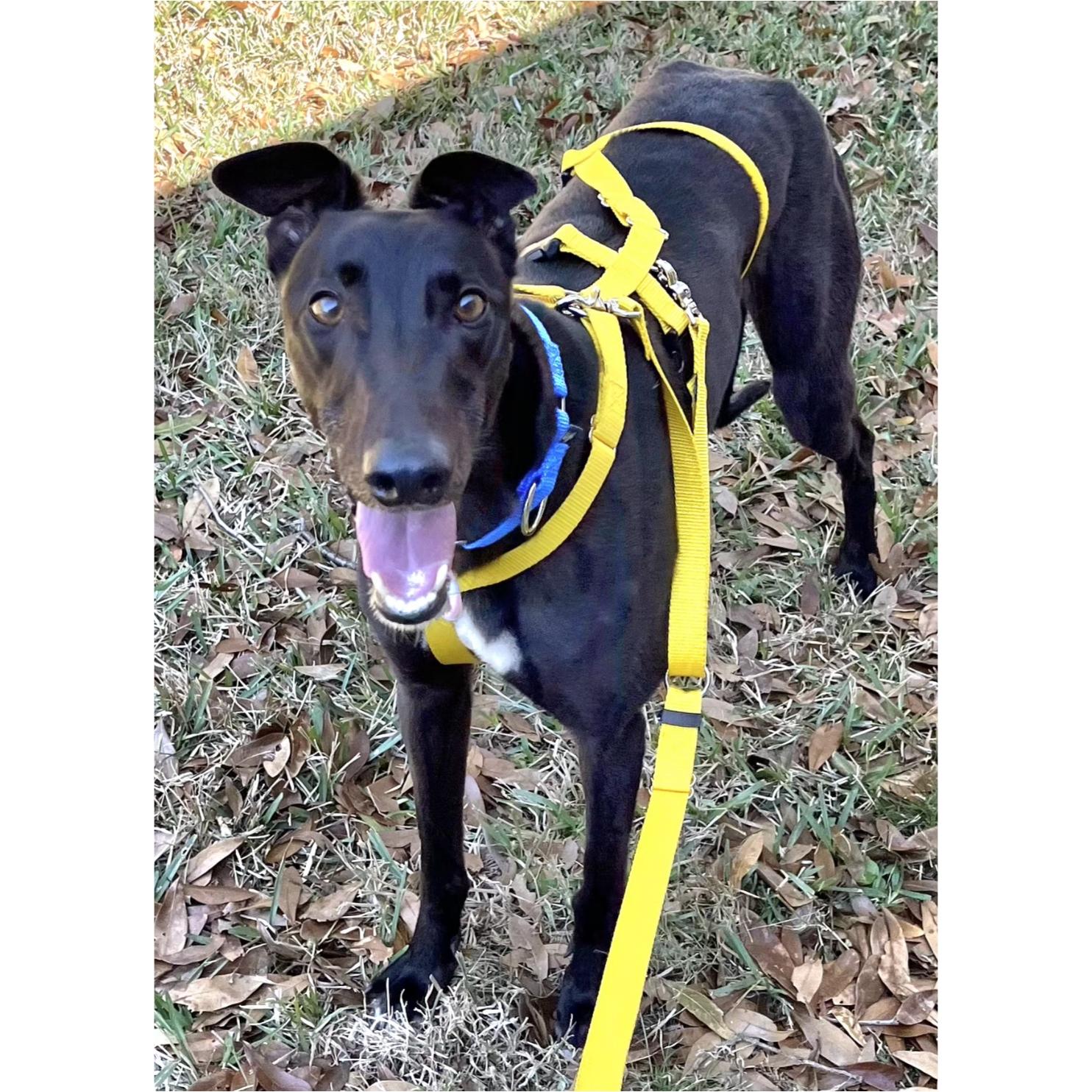Enlarge Petroma Cayson (Cayson), a Adopted Greyhound in Tarpon Springs, FL image 4/6