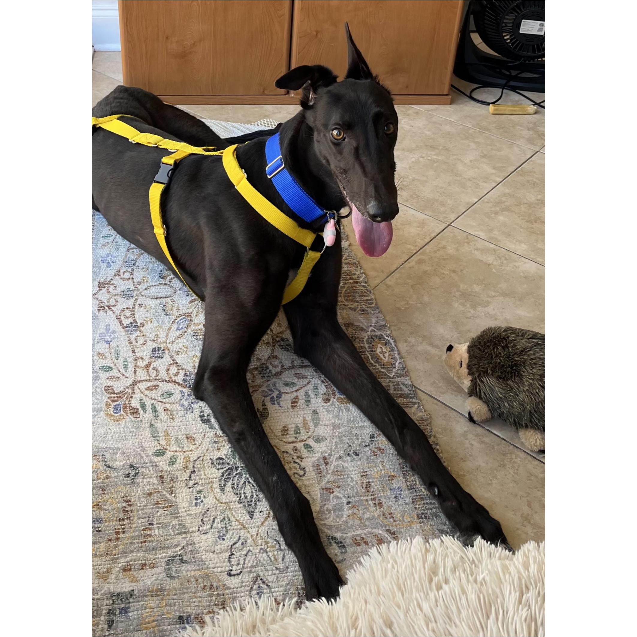Enlarge Petroma Cayson (Cayson), a Adopted Greyhound in Tarpon Springs, FL image 5/6