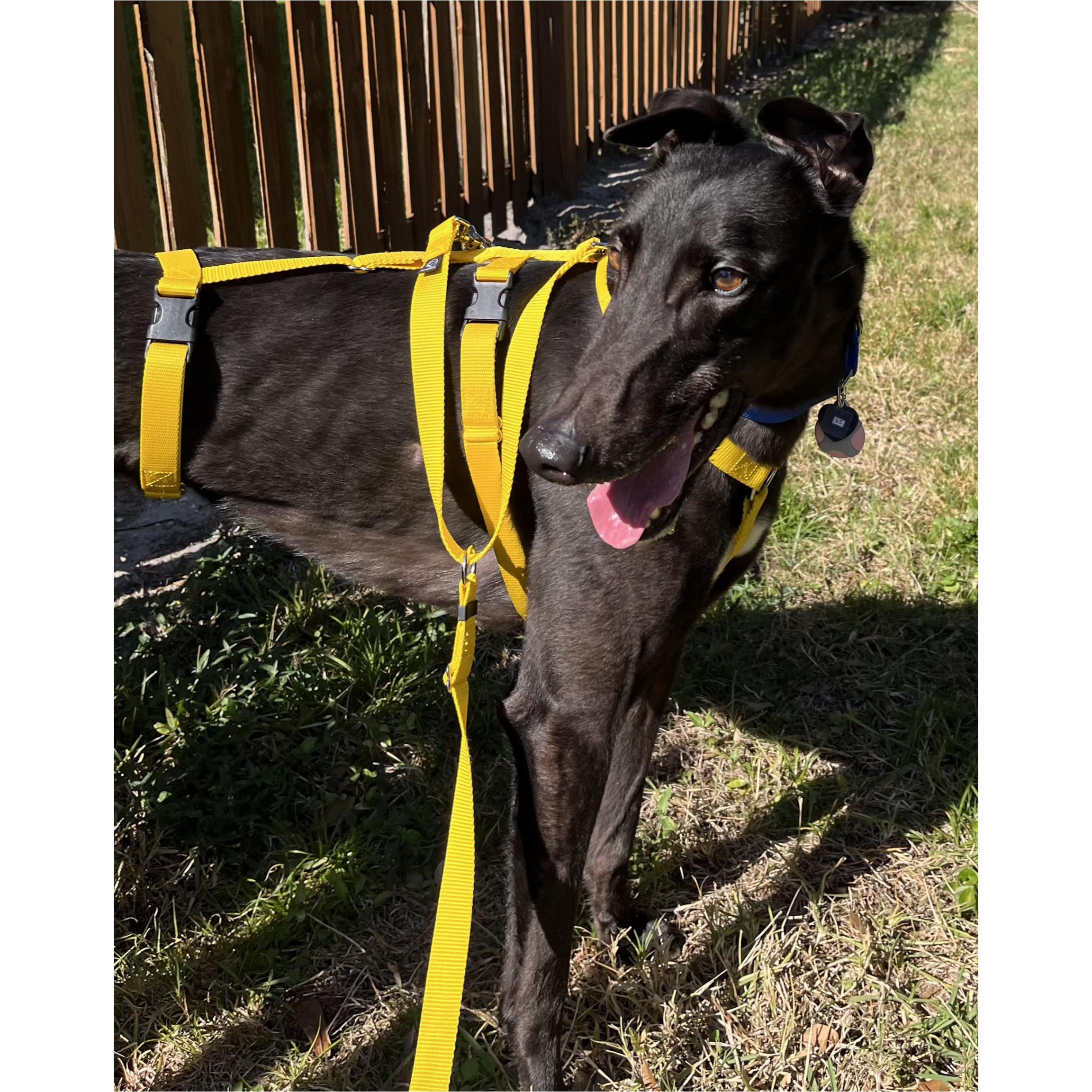 Enlarge Petroma Cayson (Cayson), a Adopted Greyhound in Tarpon Springs, FL image 6/6