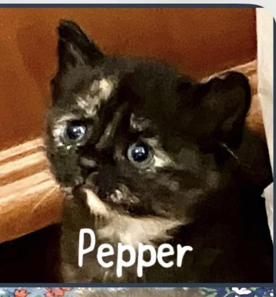 Pepper thumbnail 2