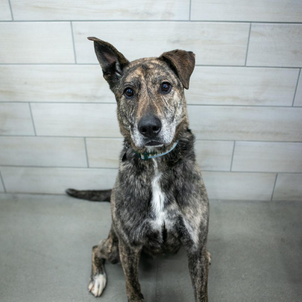 Wolf (aka Cristobal), Adoptable, Adult Male Australian Cattle Dog / Blue Heeler.