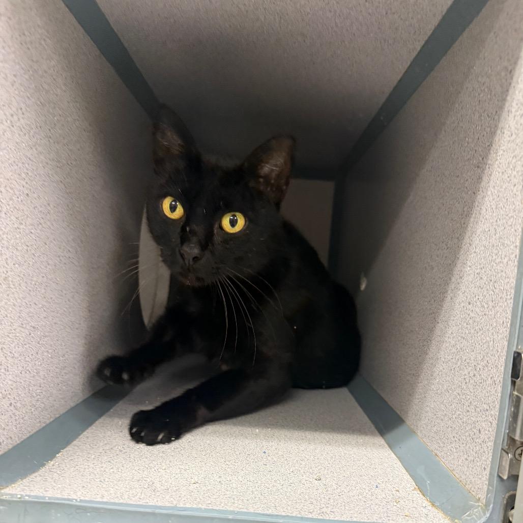 Enlarge Jean, a Adoptable Domestic Short Hair in Collinsville , OK image 1/3