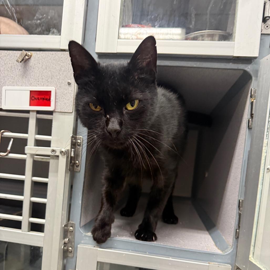 Enlarge Jean, a Adoptable Domestic Short Hair in Collinsville , OK image 2/3