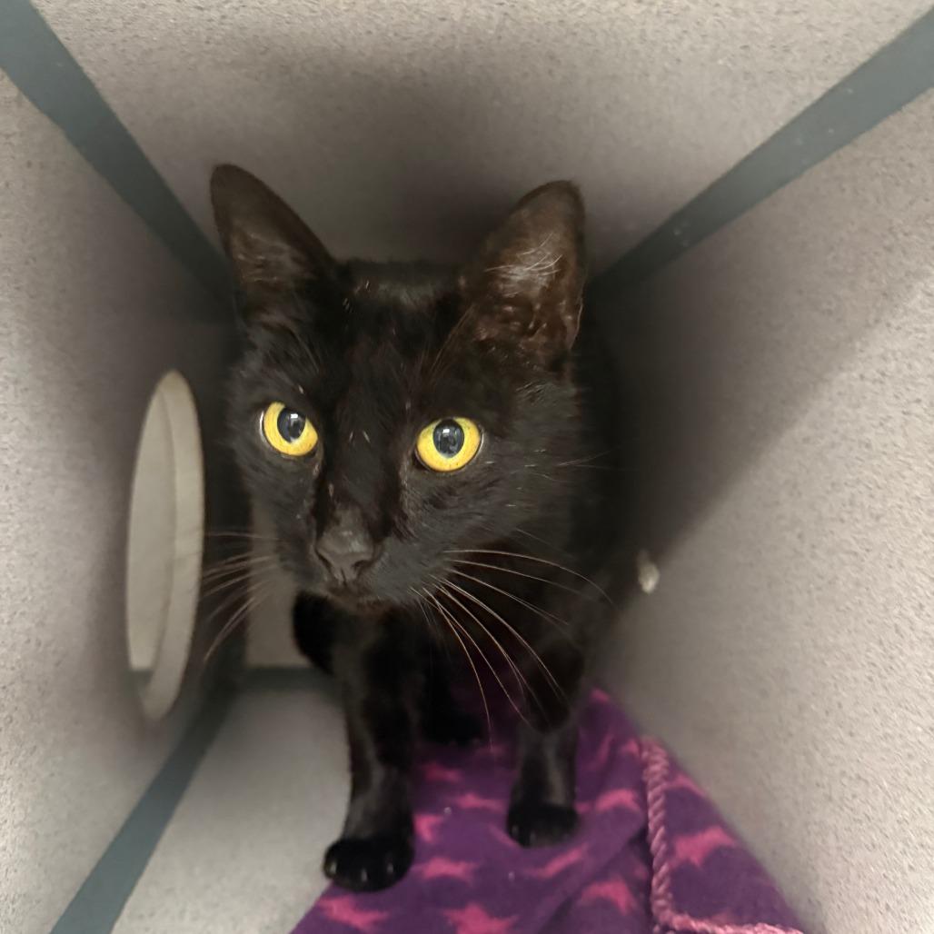 Enlarge Jean, a Adoptable Domestic Short Hair in Collinsville , OK image 3/3