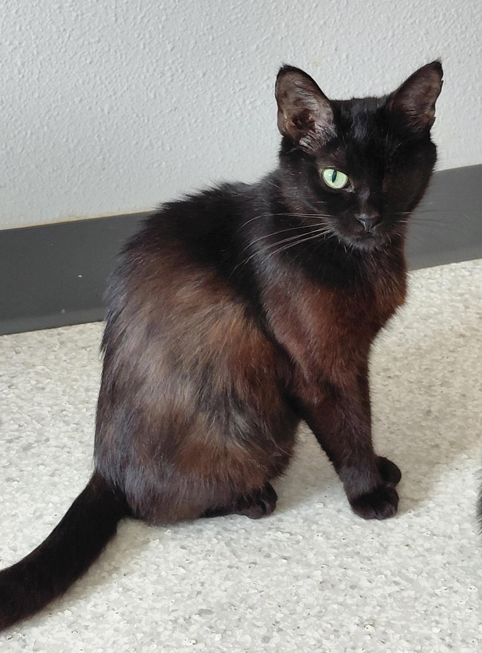 Enlarge Paris, a Adoptable Domestic Short Hair in Montello, WI image 1/3