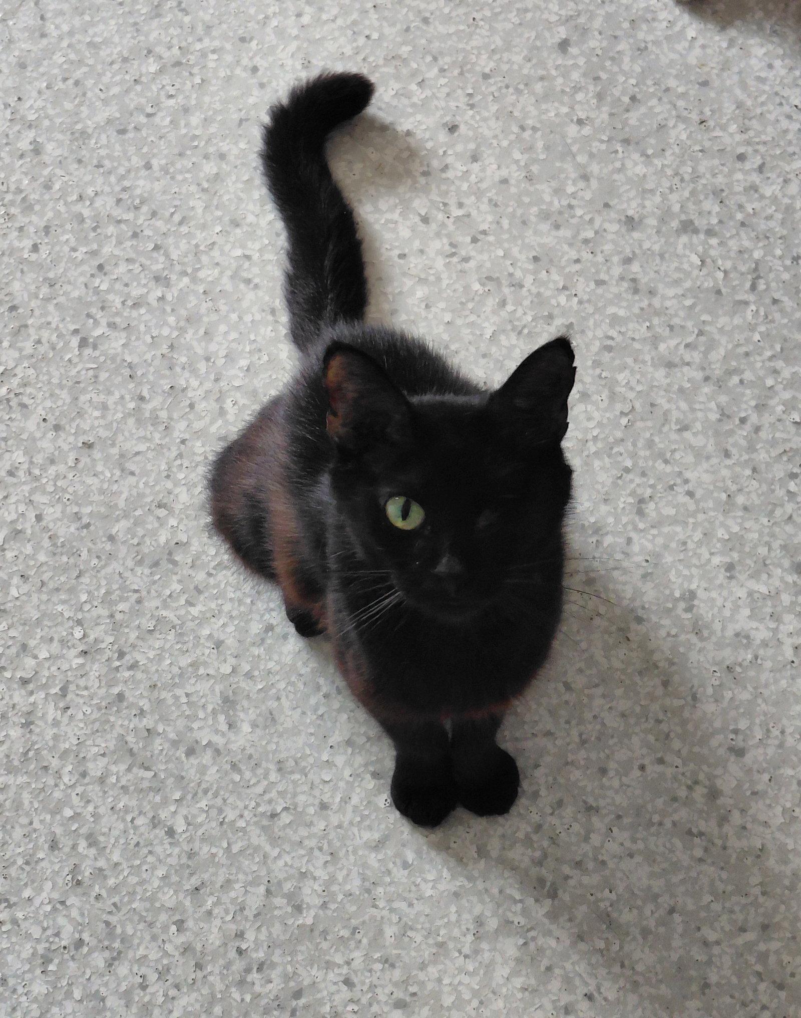 Enlarge Paris, a Adoptable Domestic Short Hair in Montello, WI image 2/3