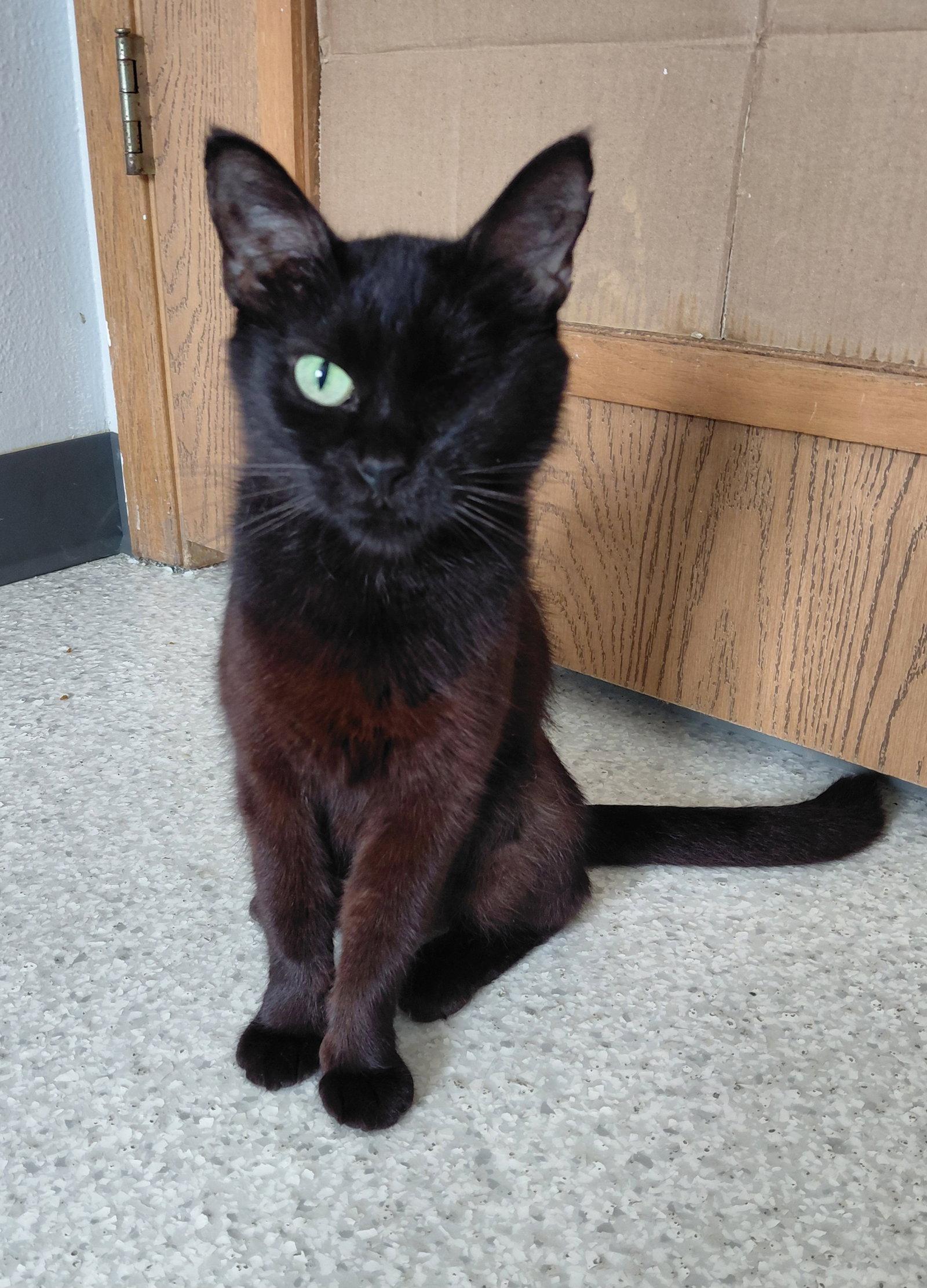 Enlarge Paris, a Adoptable Domestic Short Hair in Montello, WI image 3/3