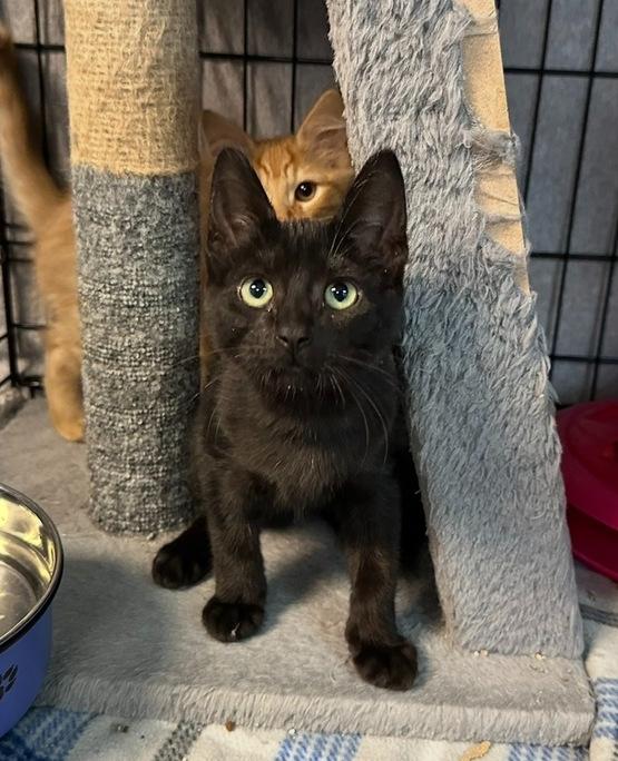 Enlarge Crush, a Adoptable mixed breed in Woodbridge, VA image 1/1