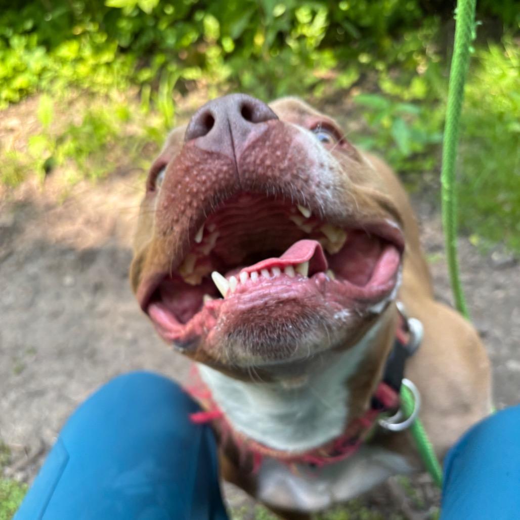 Buddha-Foster, Adoptable, Adult Male Mixed Breed.