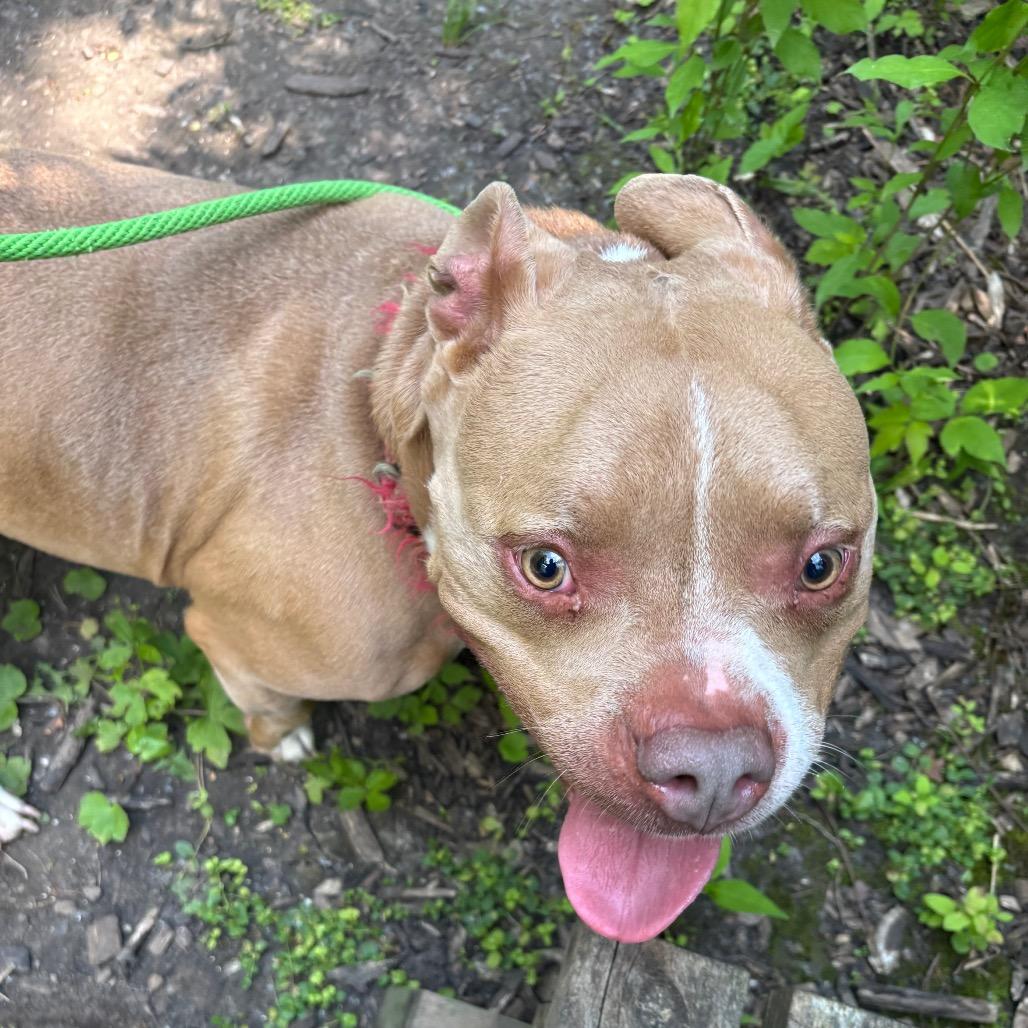 Enlarge Buddha-Foster, a Adoptable Mixed Breed in Grand Rapids, MI image 2/6