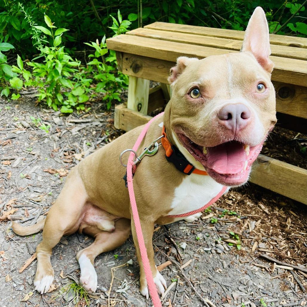 Enlarge Buddha-Foster, a Adoptable Mixed Breed in Grand Rapids, MI image 3/6