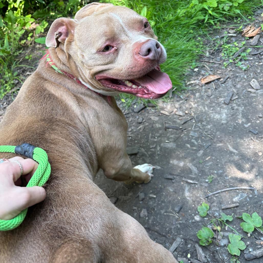 Enlarge Buddha-Foster, a Adoptable Mixed Breed in Grand Rapids, MI image 3/6