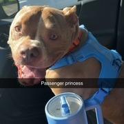 Enlarge Buddha-Foster, a Adoptable Mixed Breed in Grand Rapids, MI image 4/6