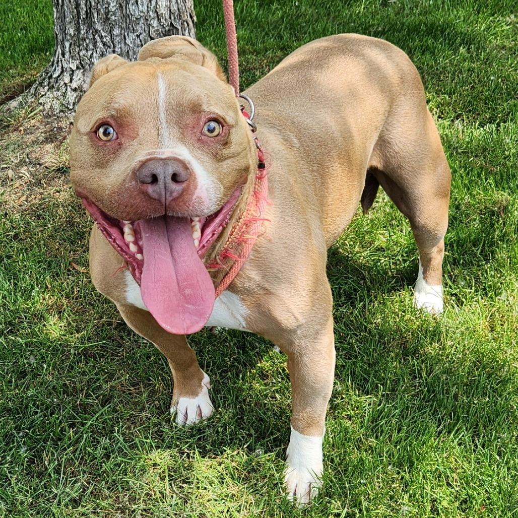 Enlarge Buddha-Foster, a Adoptable Mixed Breed in Grand Rapids, MI image 5/6