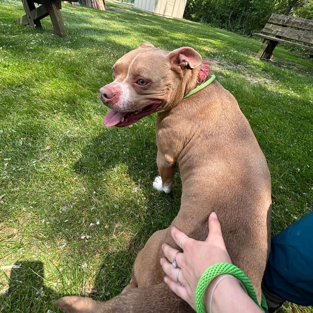 Enlarge Buddha-Foster, a Adoptable Mixed Breed in Grand Rapids, MI image 6/6