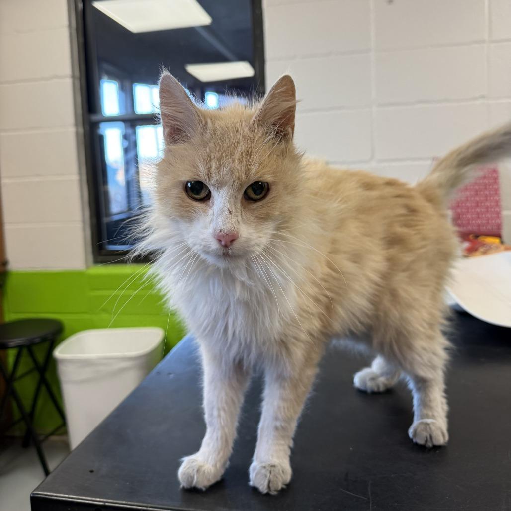 Winter, a Adoptable Domestic Long Hair in Ponca City, OK image 2/4