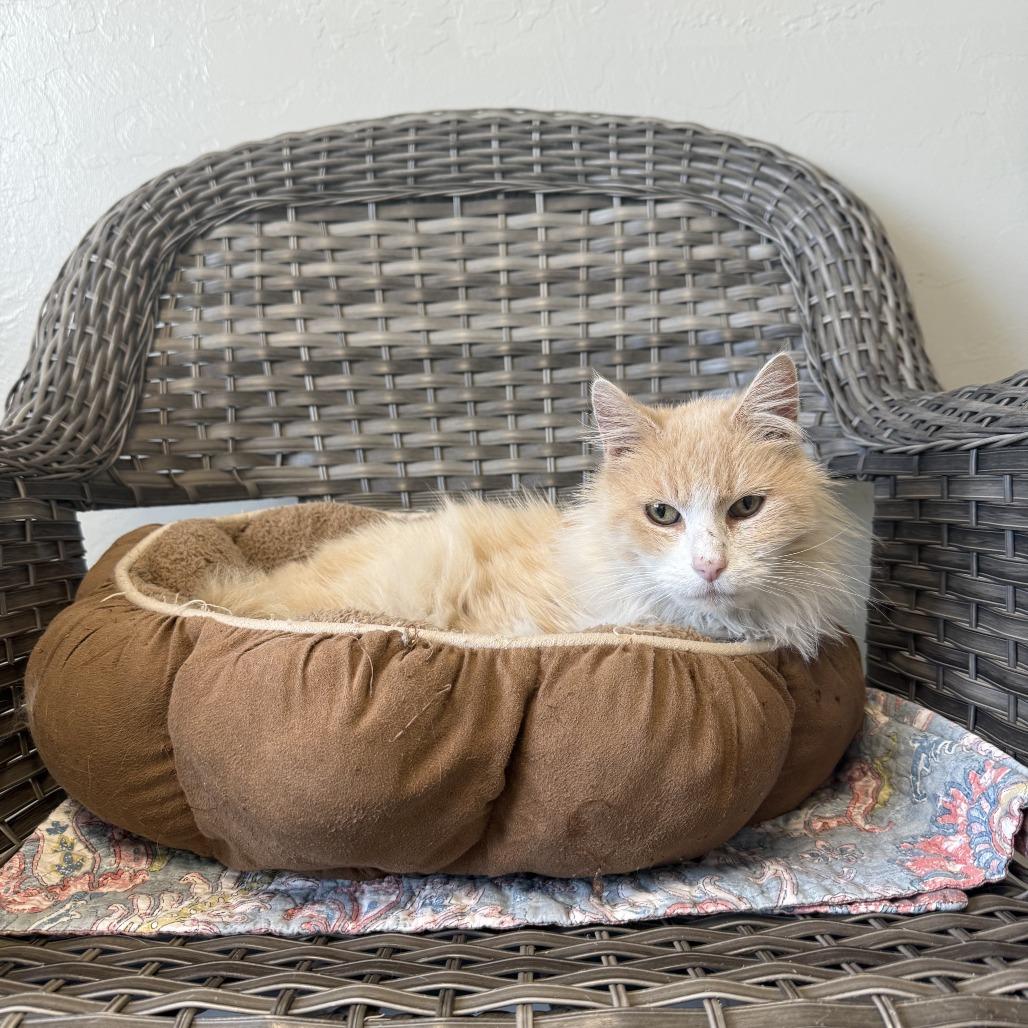 Winter, a Adoptable Domestic Long Hair in Ponca City, OK image 3/4