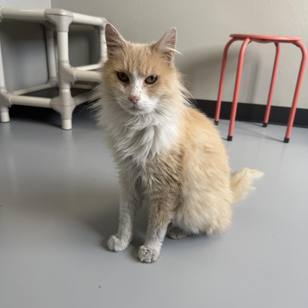 Winter, a Adoptable Domestic Long Hair in Ponca City, OK image 4/4