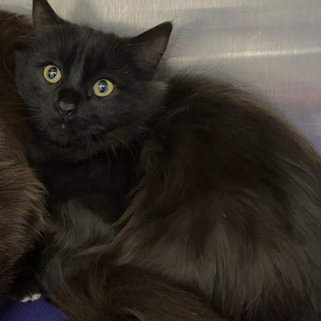 CatAtonic, Adoptable, Young Female Domestic Long Hair.