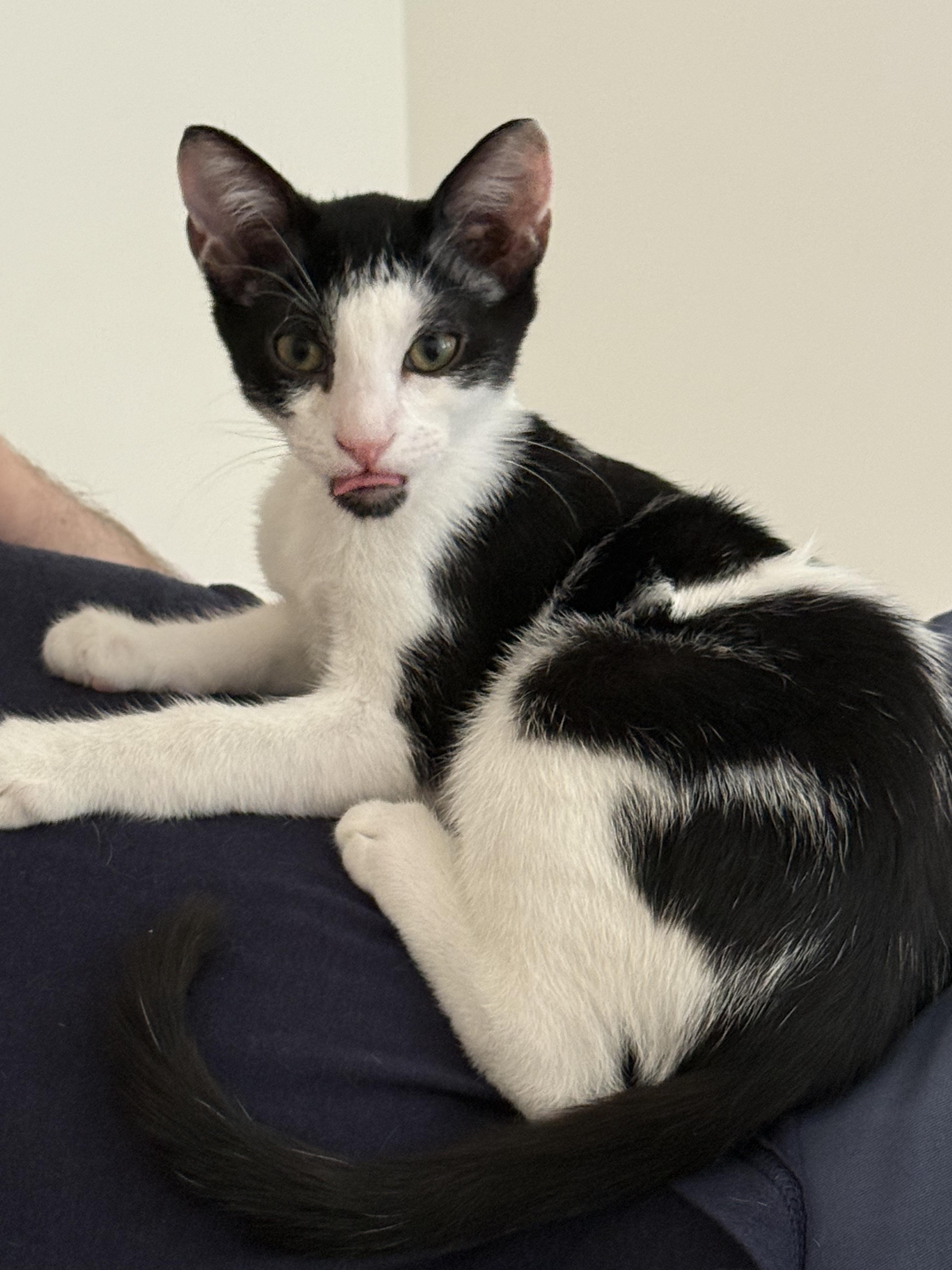 THE Robert Plant, adopted, Kitten Male Domestic Short Hair.