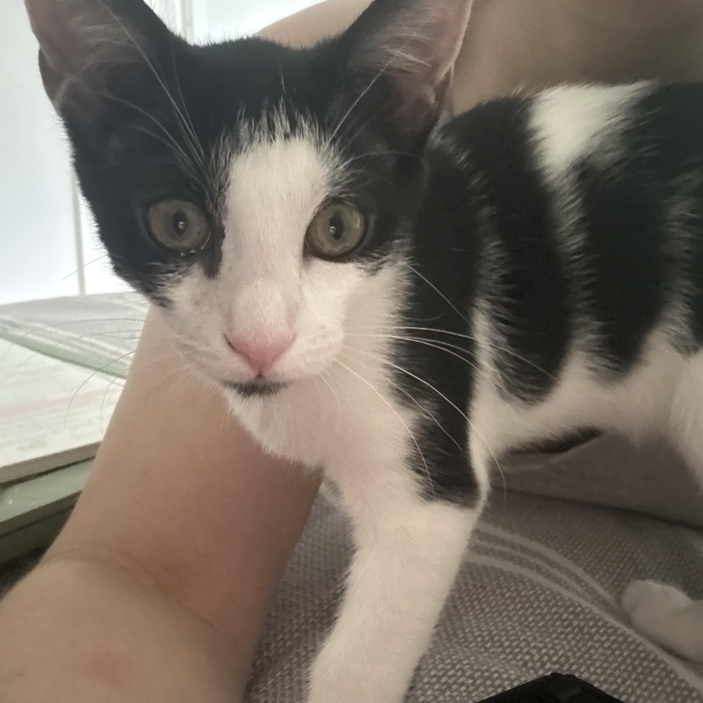 THE Robert Plant, an adopted Domestic Short Hair in Stow, MA image 6/6