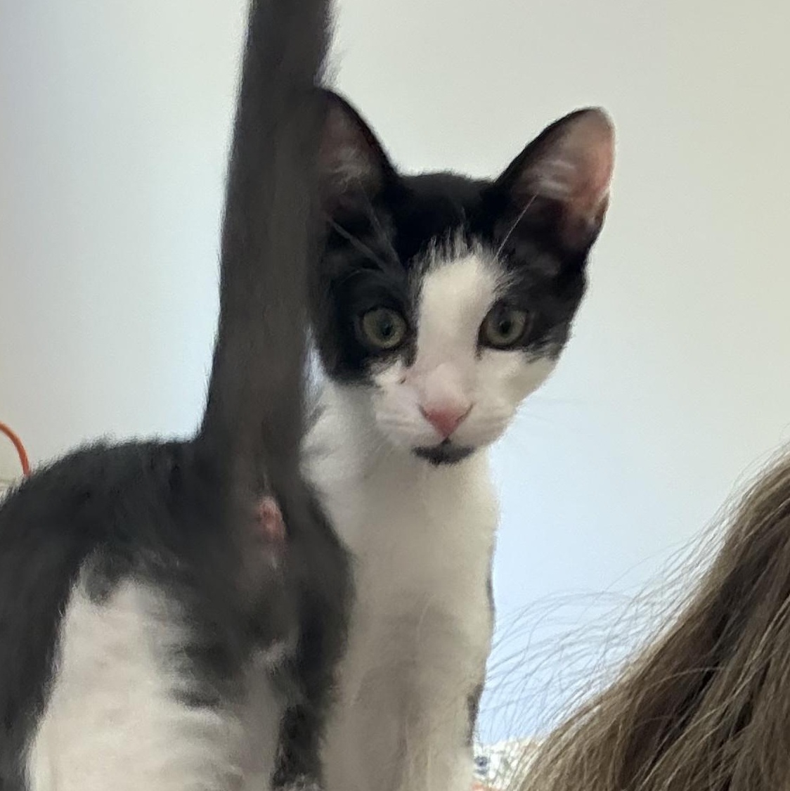 THE Robert Plant, an adopted Domestic Short Hair in Stow, MA image 5/6