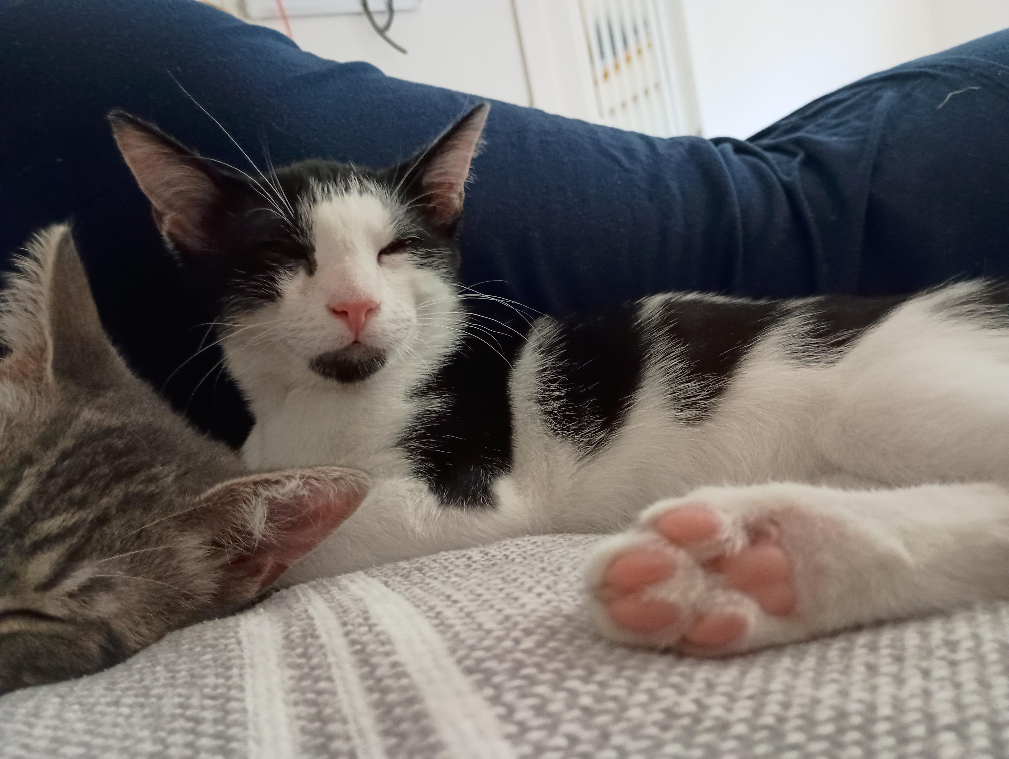 THE Robert Plant, an adopted Domestic Short Hair in Stow, MA image 4/6