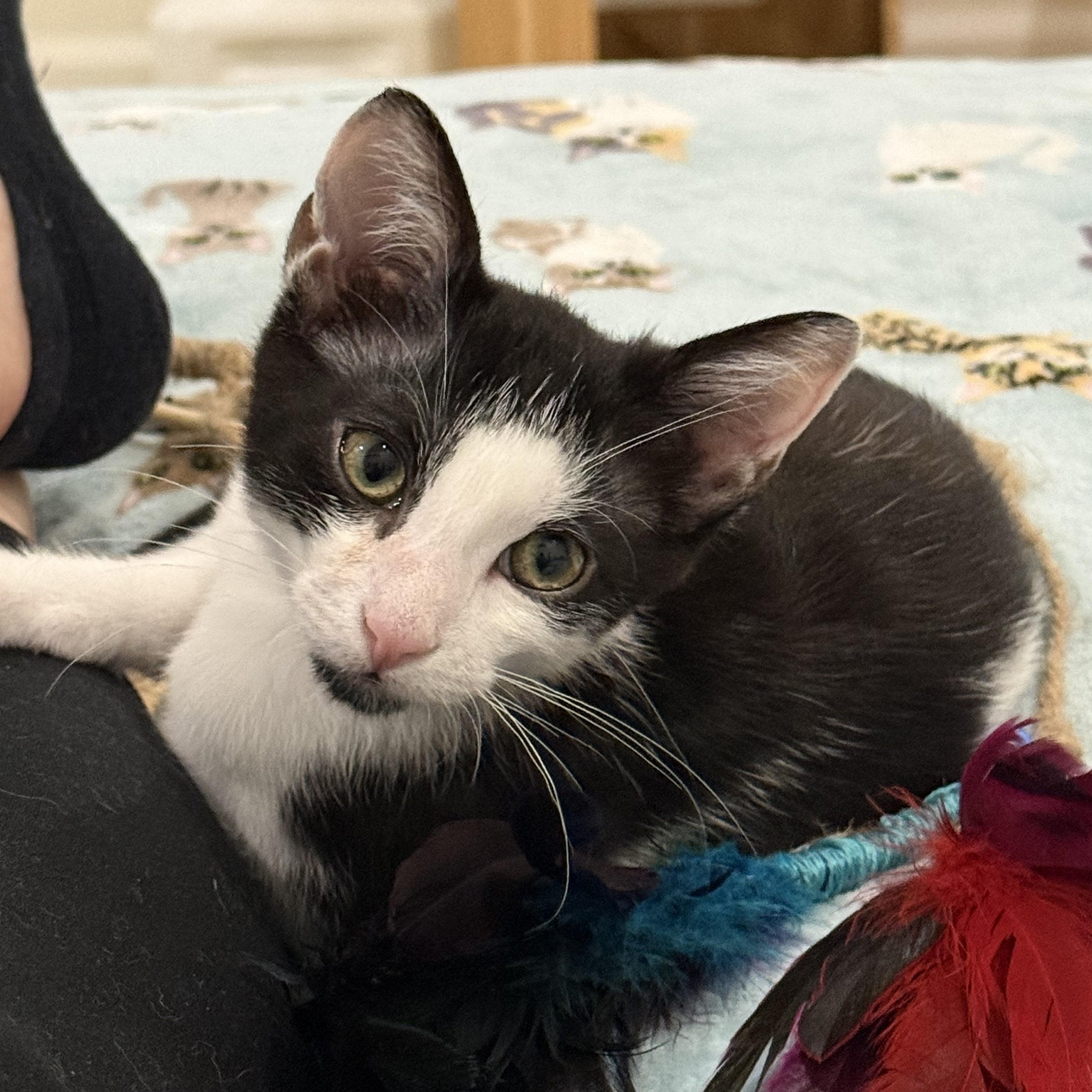 THE Robert Plant, an adopted Domestic Short Hair in Stow, MA image 2/6