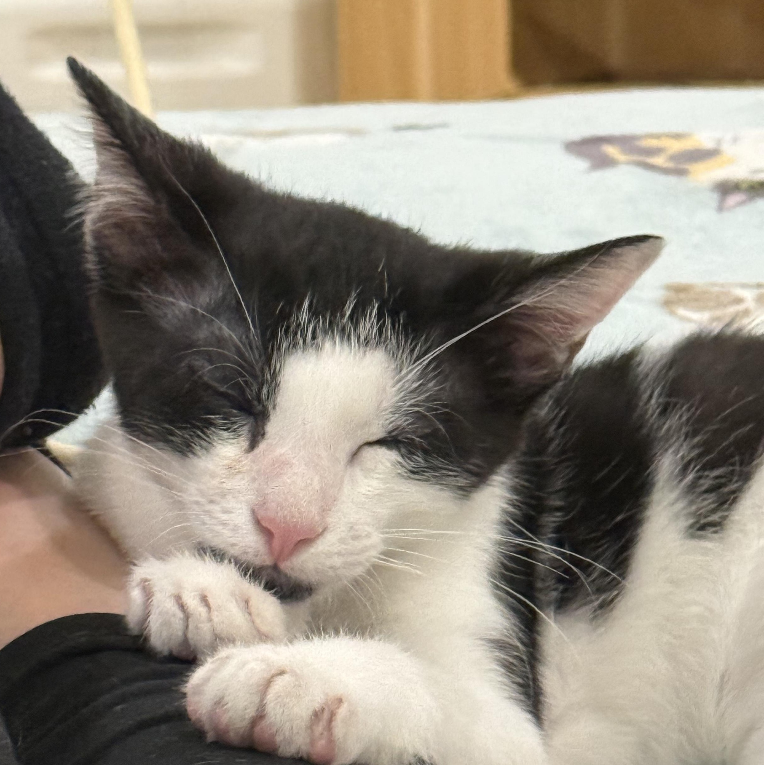 THE Robert Plant, an adopted Domestic Short Hair in Stow, MA image 3/6