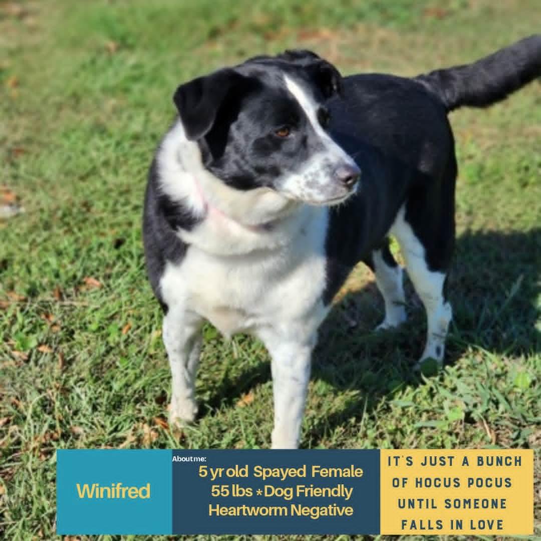 Enlarge WINIFRED, a Adoptable Border Collie in Holbrook, NY image 1/1