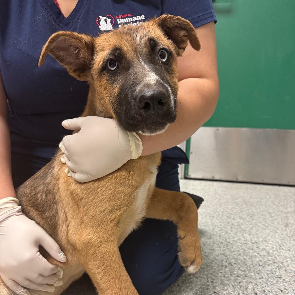 Rio, Adoptable, Puppy Male Dutch Shepherd & Mixed Breed.