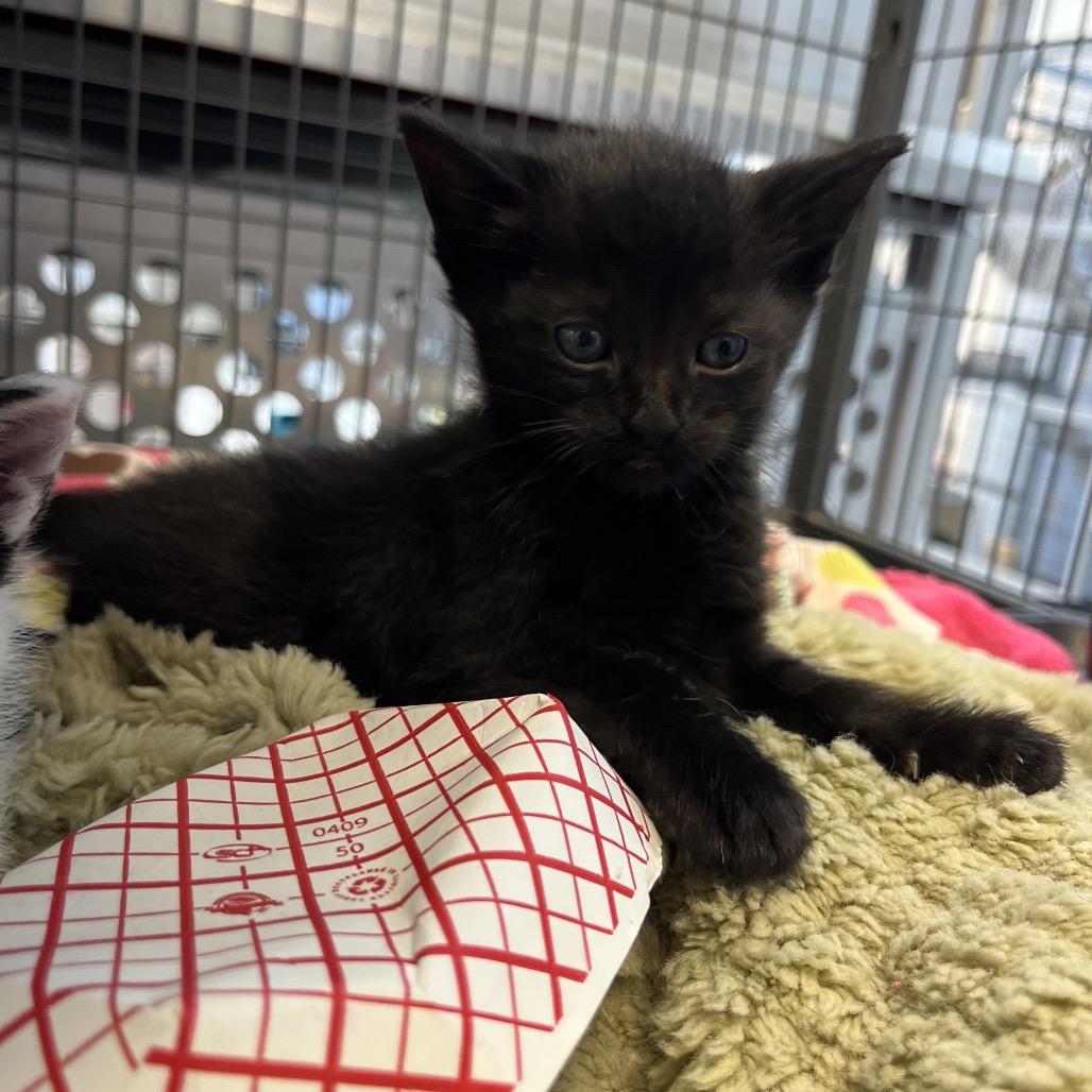 Oberon, Adoptable, Kitten Male Domestic Short Hair.