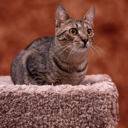Grumble Kershaw, adopt with Ares, Adoptable, Young Male Domestic Short Hair & Domestic Short Hair.
