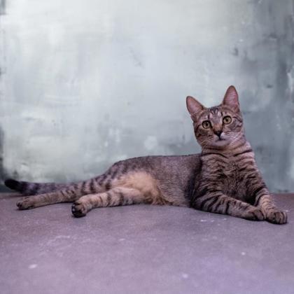 Enlarge Grumble Kershaw, adopt with Ares, a Adoptable mixed breed in Hudson, MA image 2/3