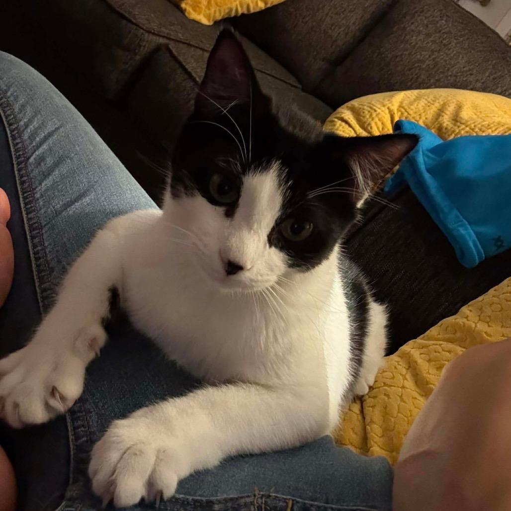 Enlarge Briar (Petsmart), a Adoptable Domestic Short Hair in Vineland, NJ image 1/1