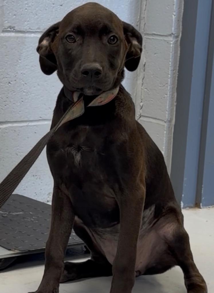 Tulip, Adoptable, Puppy Female Labrador Retriever.