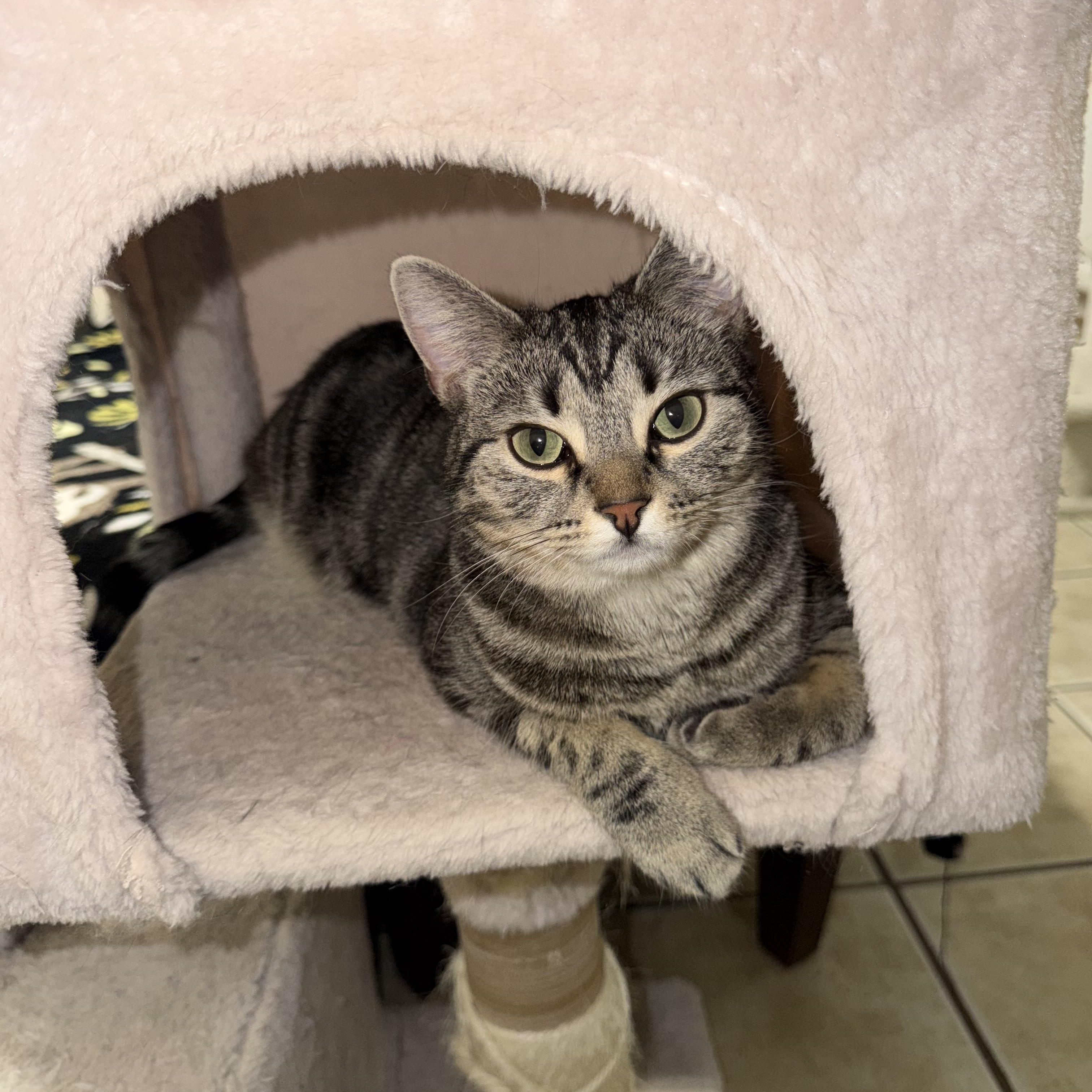 Enlarge EMMY, a Adoptable Domestic Short Hair in Hamilton, NJ image 4/4