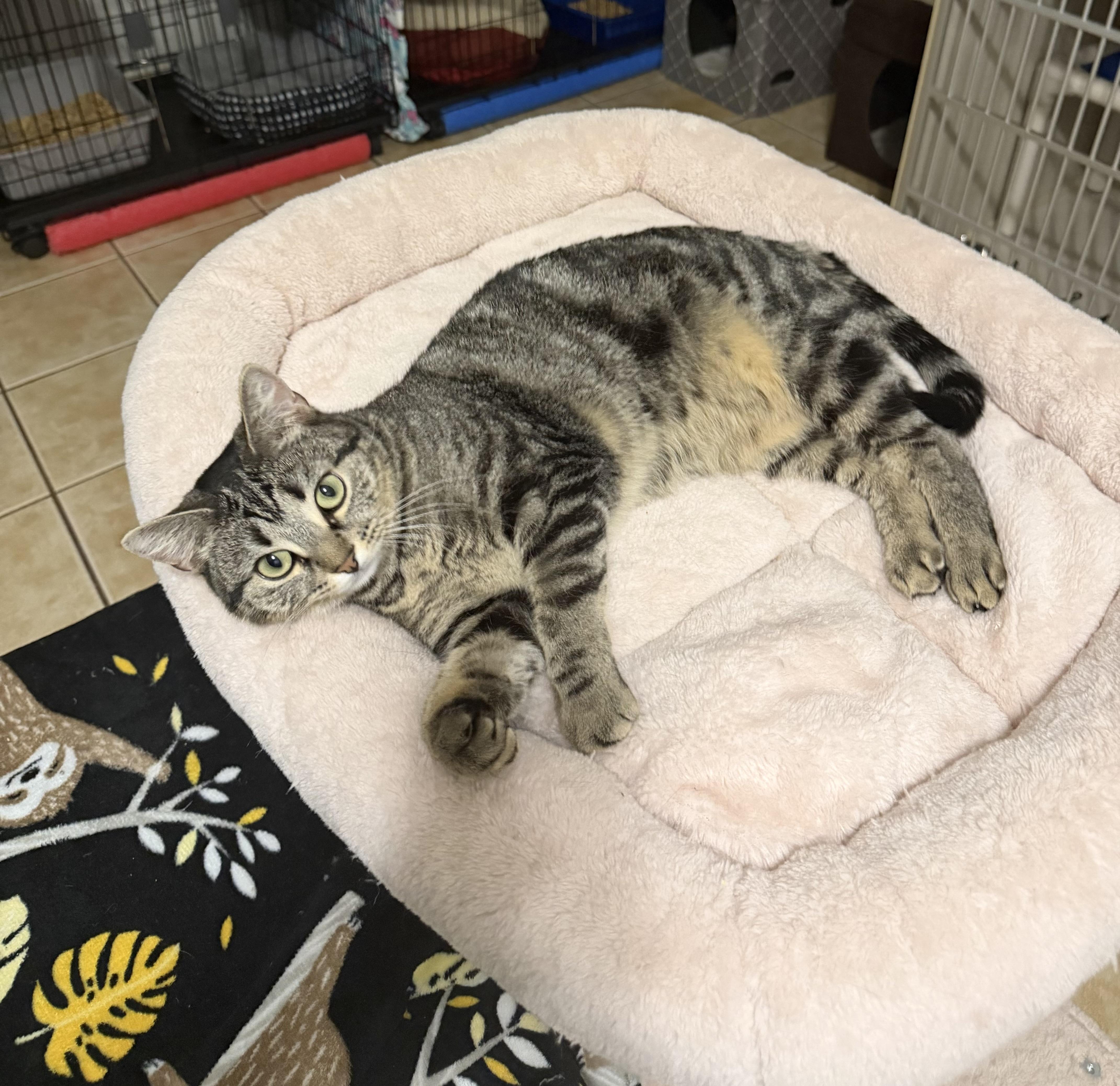 EMMY, Adoptable, Young Female Domestic Short Hair.