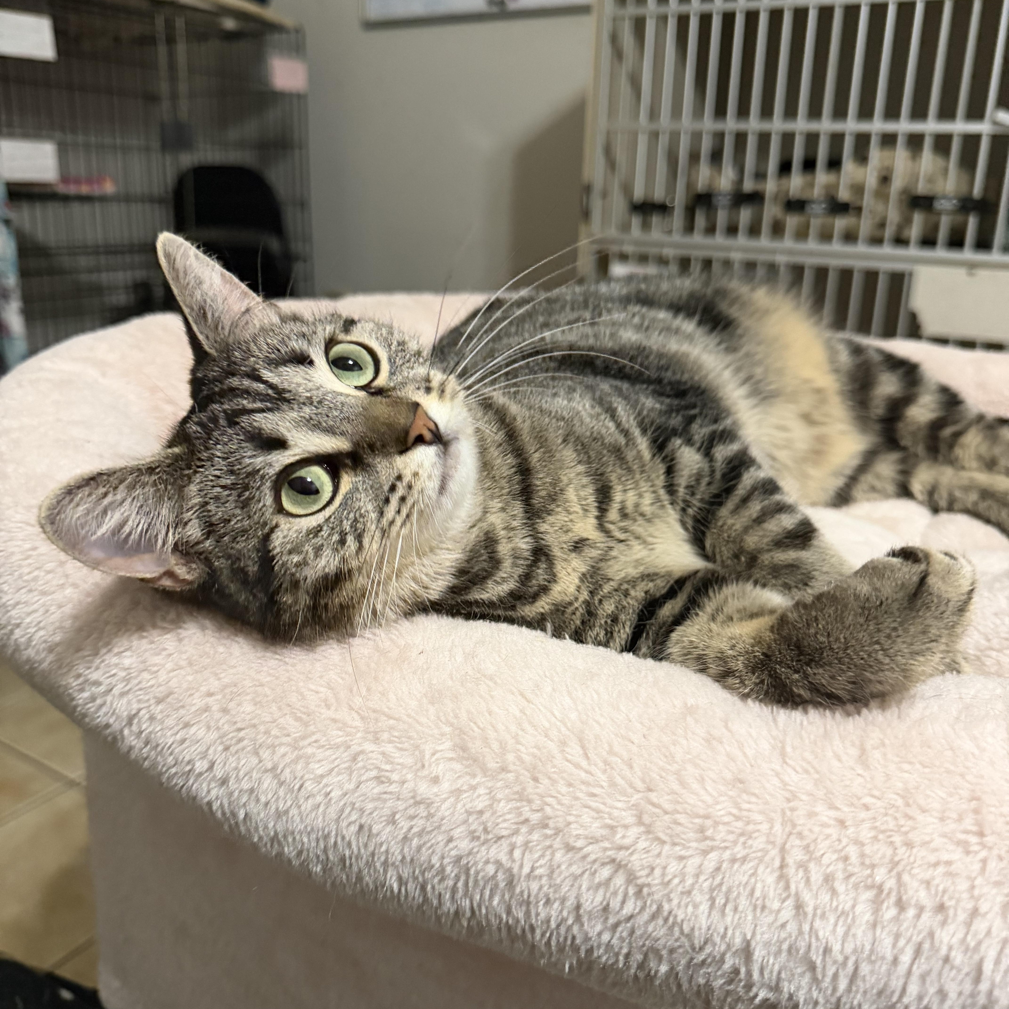 EMMY, Adoptable, Young Female Domestic Short Hair.