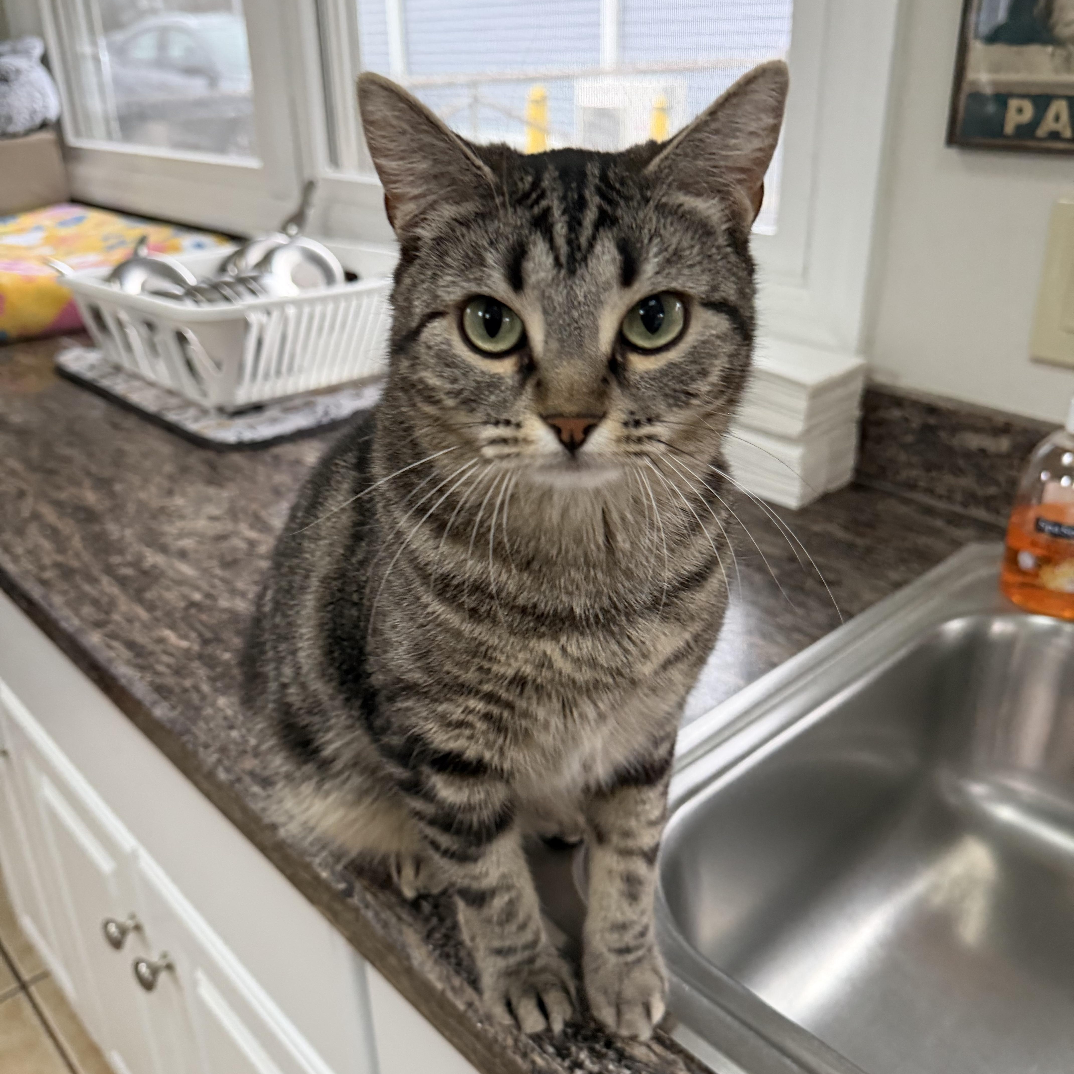 EMMY, Adoptable, Young Female Domestic Short Hair.