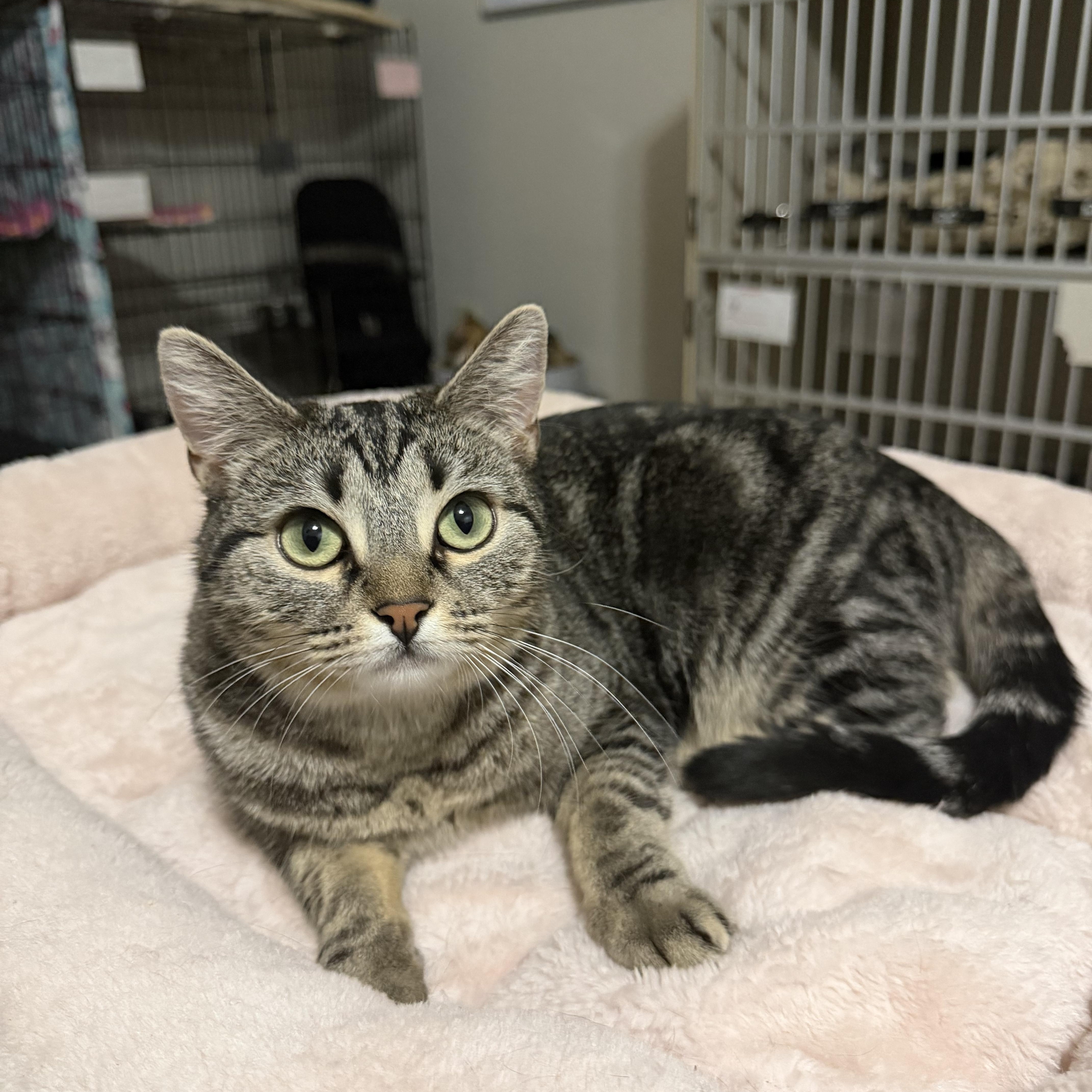 Enlarge EMMY, a Adoptable Domestic Short Hair in Hamilton, NJ image 3/4