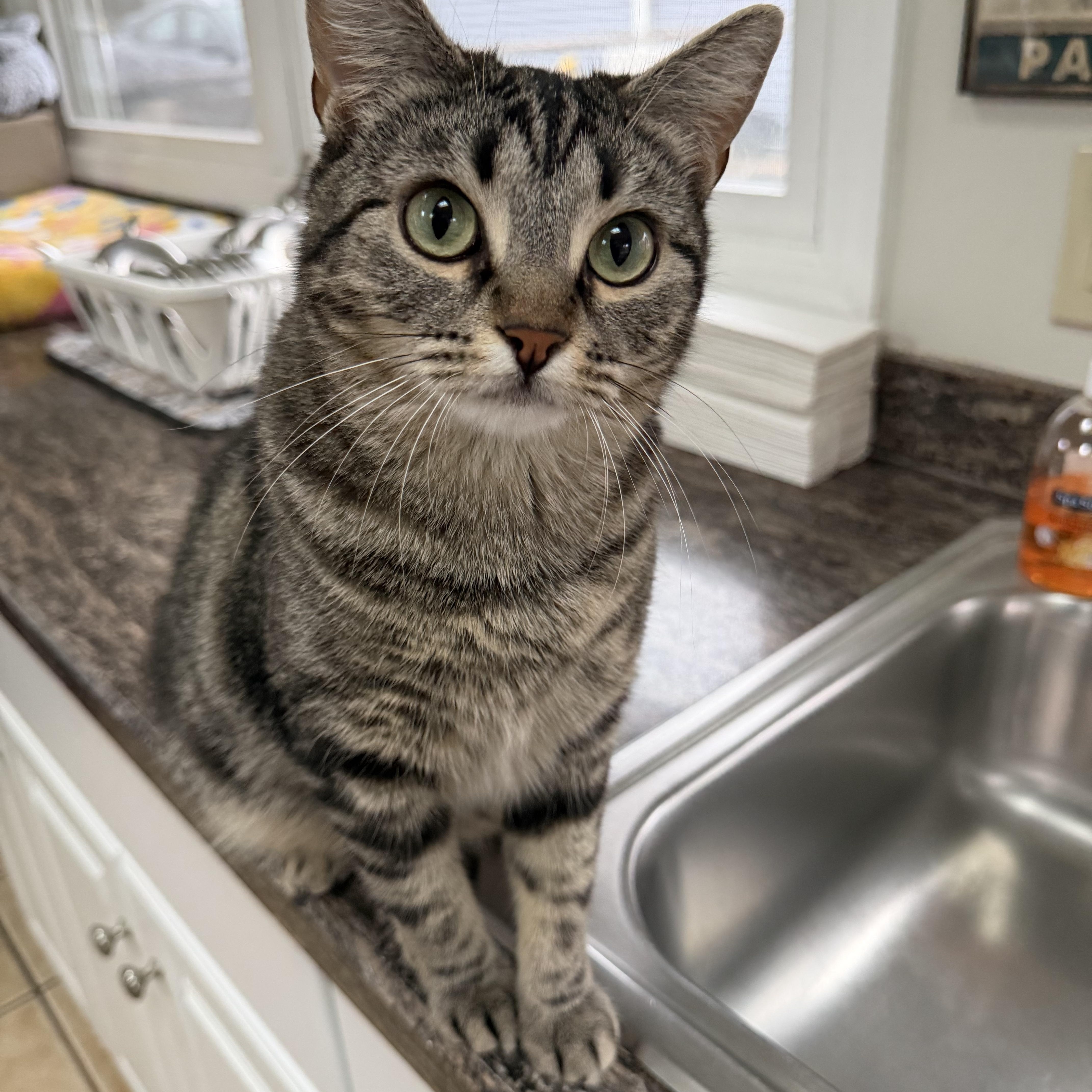 EMMY, a Adoptable Domestic Short Hair in Hamilton, NJ image 4/6